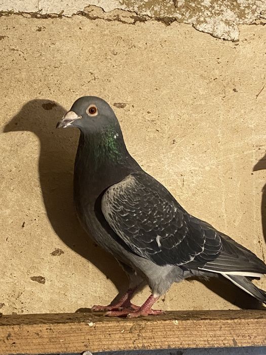 Vând sau schimb 15 porumbei voiajori