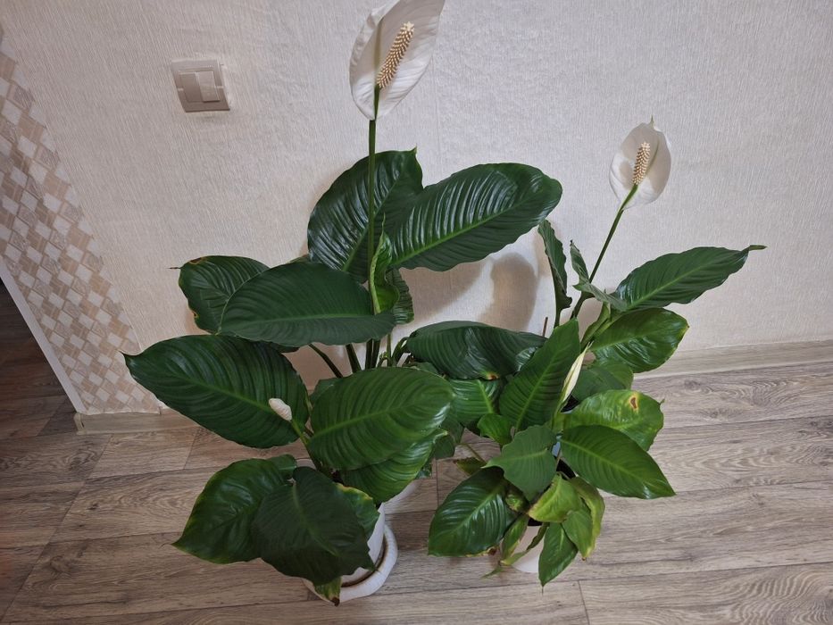 Продам цветок женское счастье