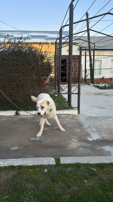 Ит сатылады 10ай