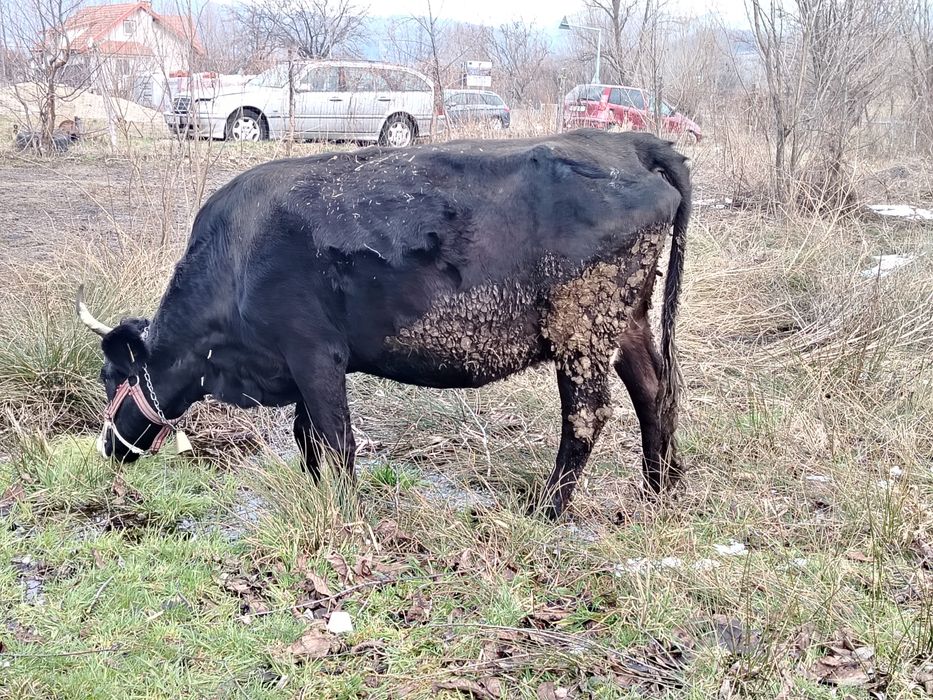 Vând vaca foarte bună și cuminte bună de lapte mai multe detalii la te