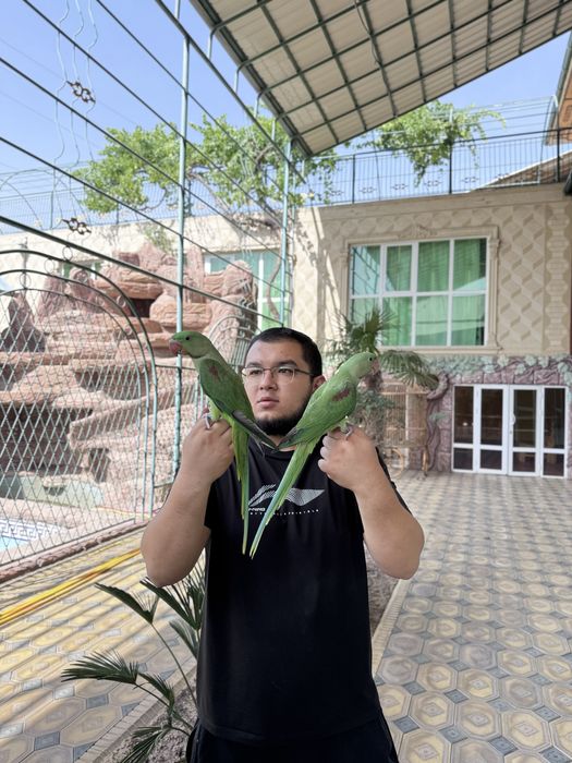 Aleksandiriskiy ручной