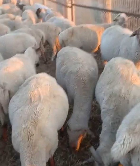 Семіз Қойлар сатылымда Жирные бараны