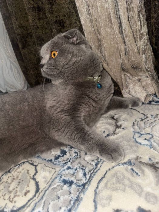 Mushuk sotladi zoti skotish fold