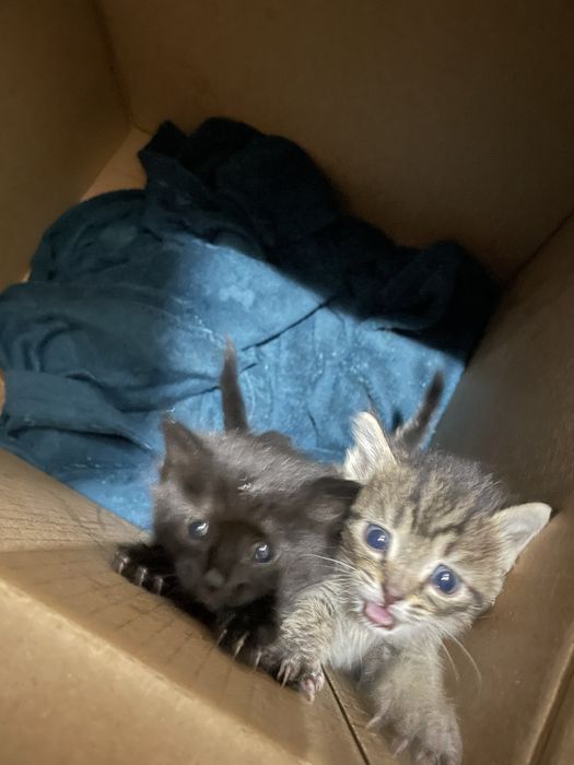 Отдоем котят в добрые руки