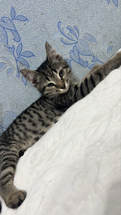 Котенок 3 месяць