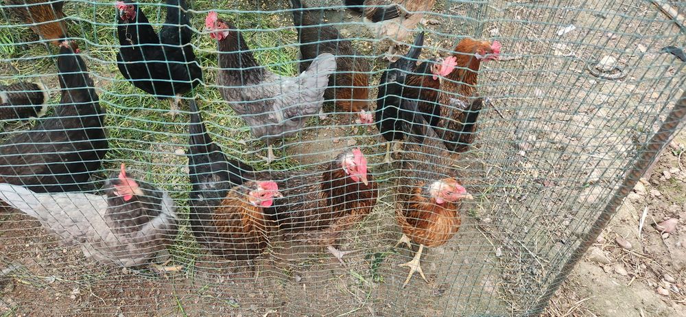 Товуклар сотилади