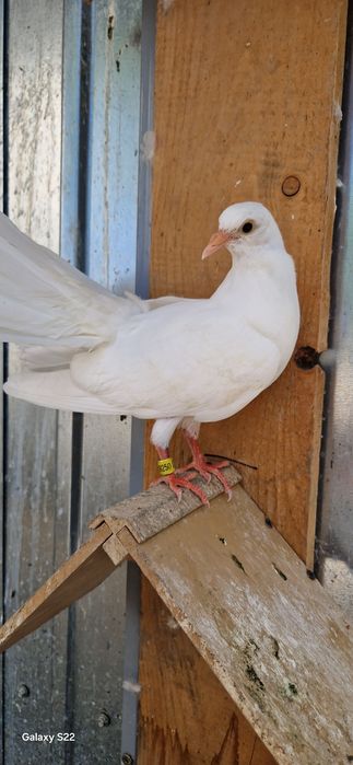 Porumbei voltati tineri