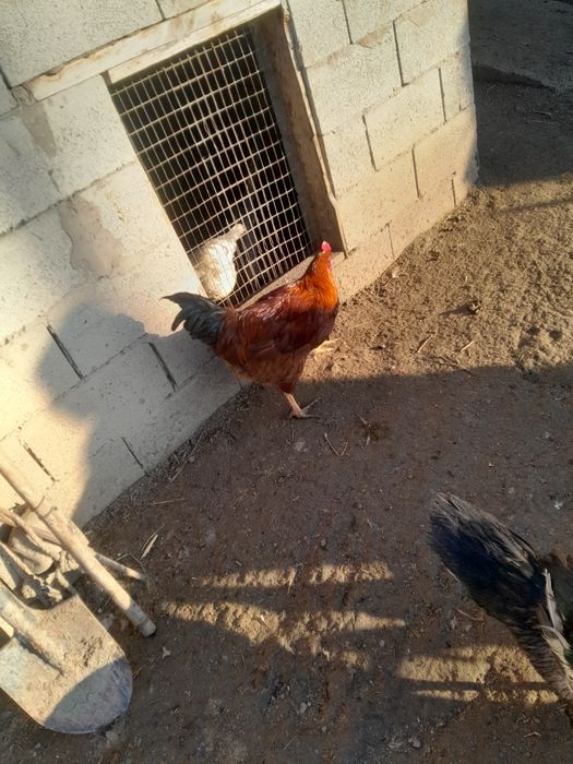 Продаются петухи