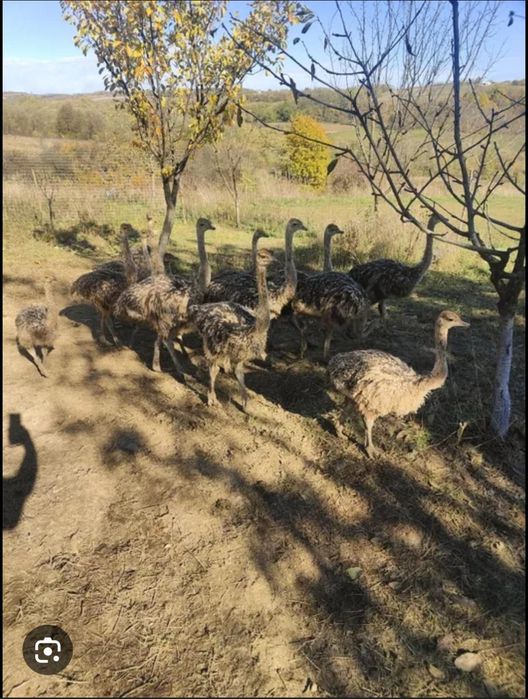 Vând pui de struț african ofertă