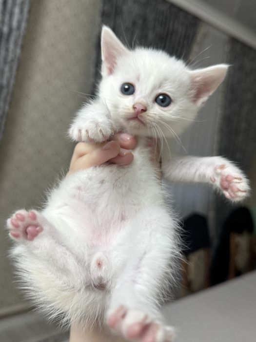 Котята отдам даром