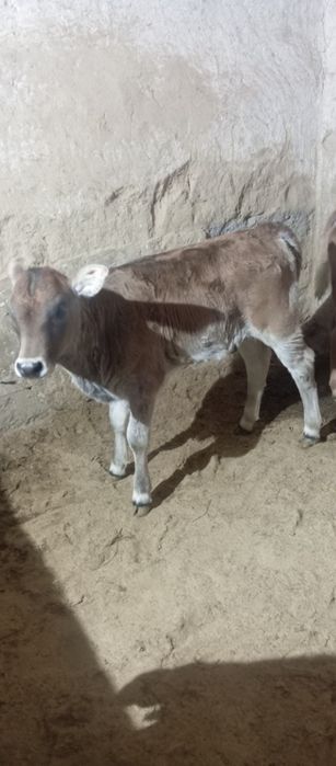 Продам тёлочкууу