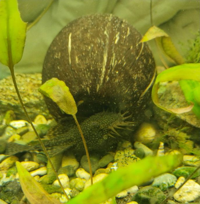 Анциструс самцы взрослые