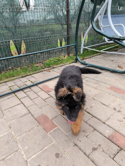 Pui de ciobanesc german cu pedigre.