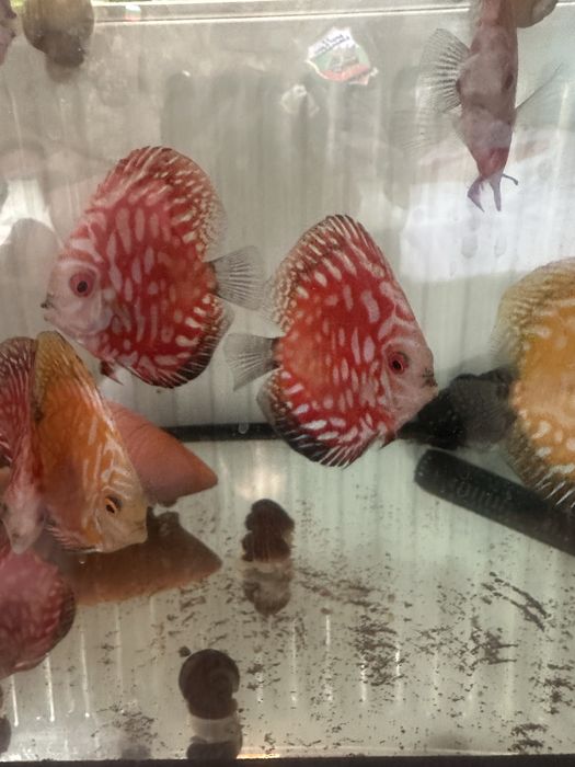 Продавам млади дискуси