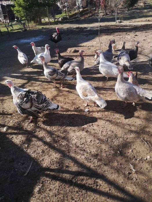 Пуешки яйца за люпене