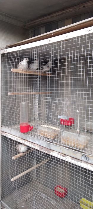 Диамантени гугутки