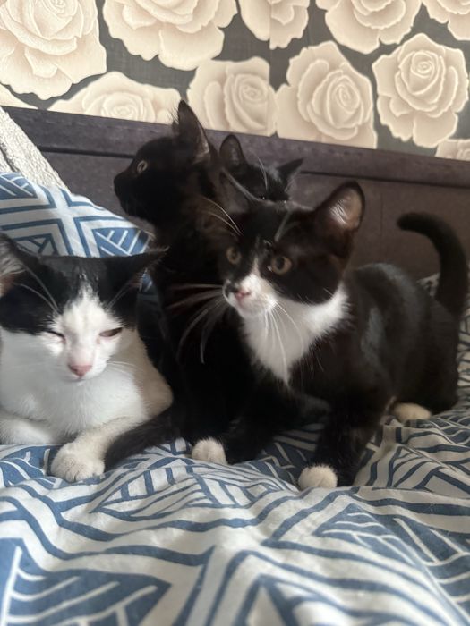 Отдам Котят в добрыре руки