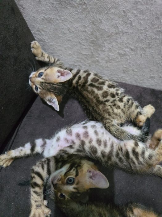 Бенгальский котенок