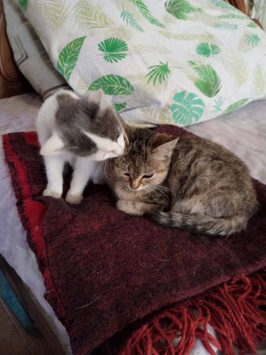 Котята ищут добрых хозяев