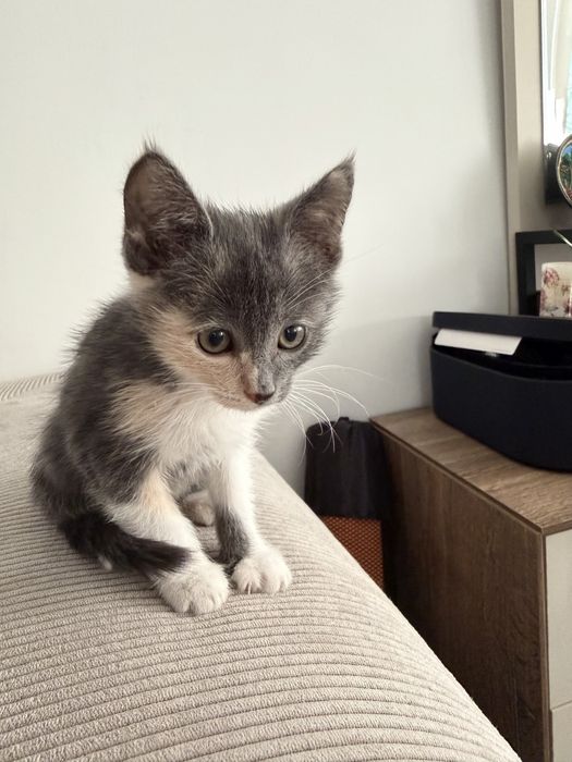 Отдам котенка в добрые руки!