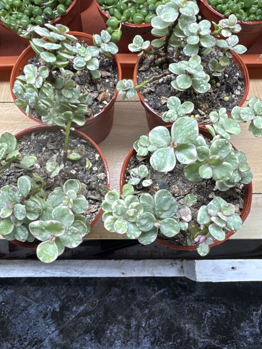 Продам партулакарию вариегатную!