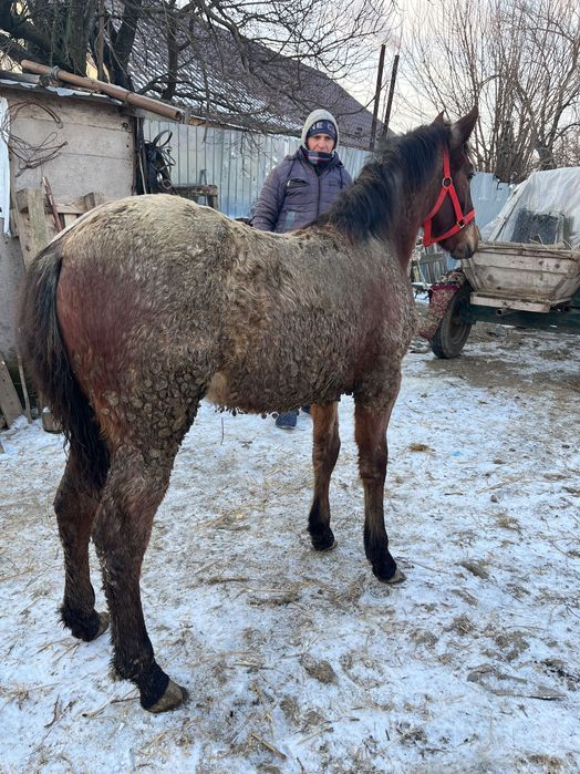 Mânză în vârstă de 4 luni
