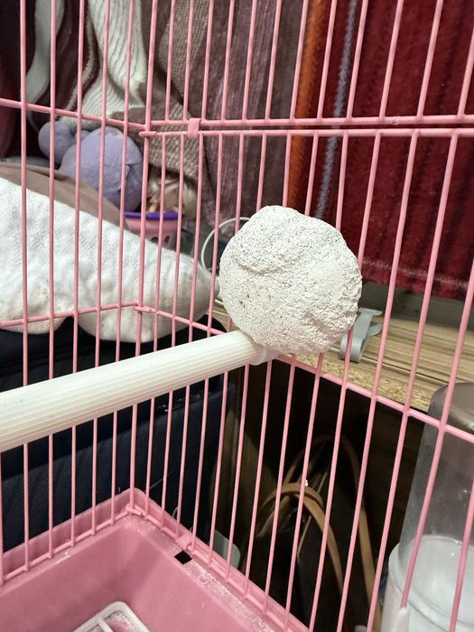 Тоты құс сатылады