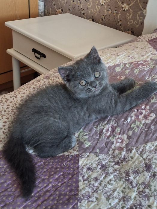 Котики британцы с документами