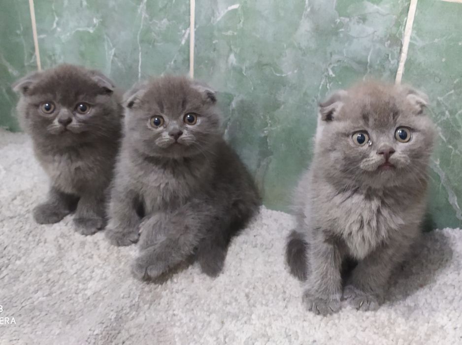 Чистокровные Шотландские Вислоухие котята Фолд