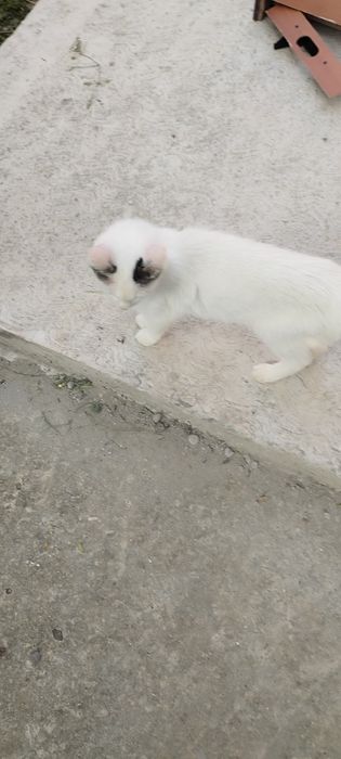 Donez pisici in adoptie