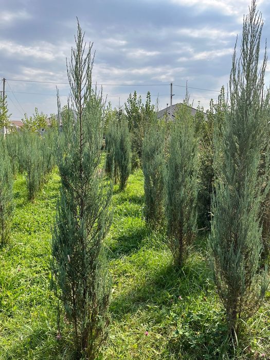 Ёлка Можевельник