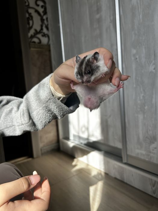 Хомяк прирученный домашний не кусается не шумит