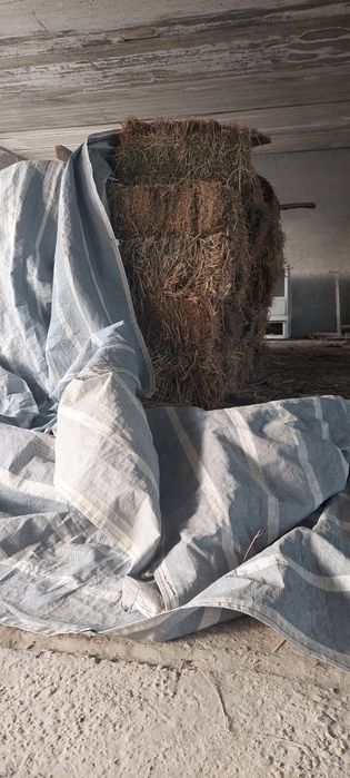 Преслар беда сомон сорка