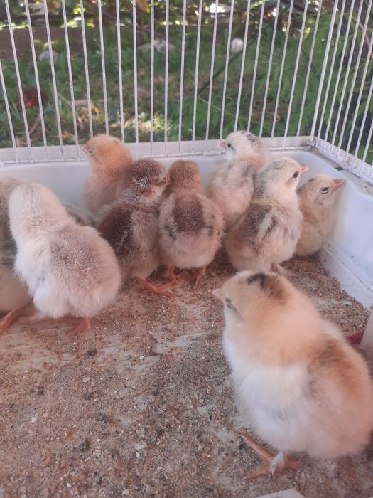 Vând 15 pui de găină pitică