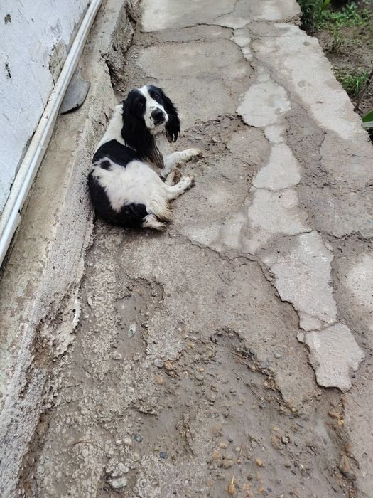 Spanel tezda sotiladi