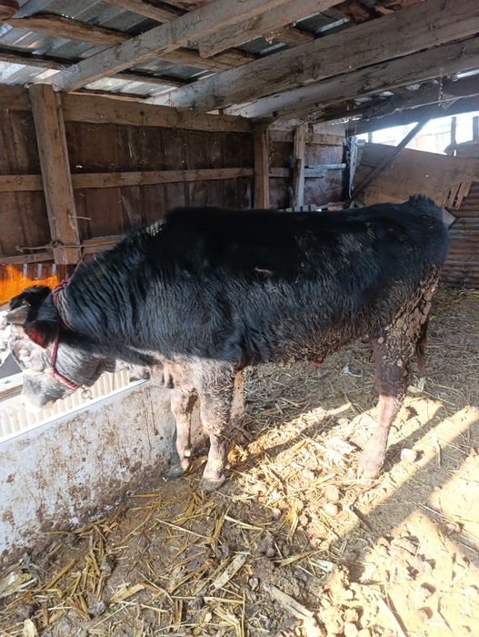 Продам бычка полтарашка.