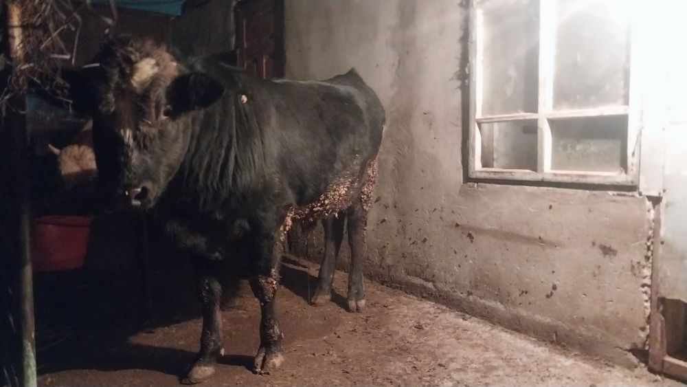 Бычки  опетит хороший