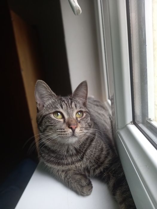Отдам кота ему год
