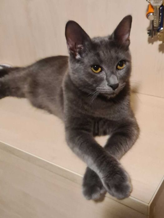 Котёнок попал в беду