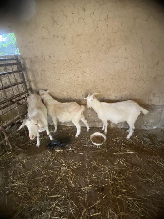 Орыс ешкілері сатылады бірінші тума екі үш айда және туады келісіп бер