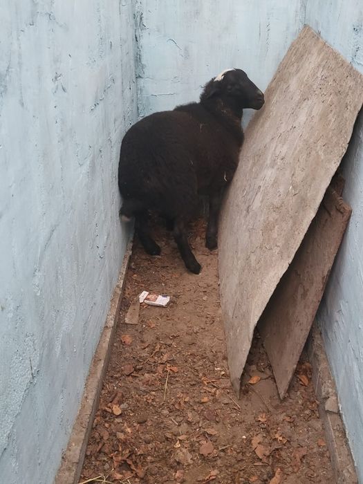 продам молодых ягнят