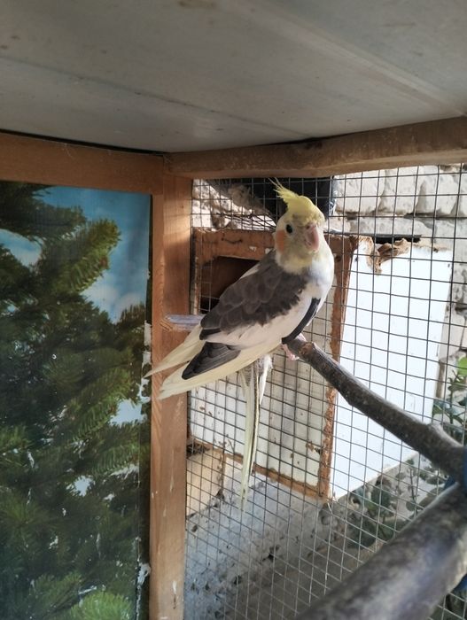 To'ti Karella sotiladi