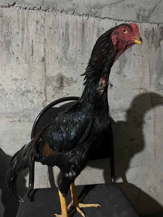 Продам дакана хорошего