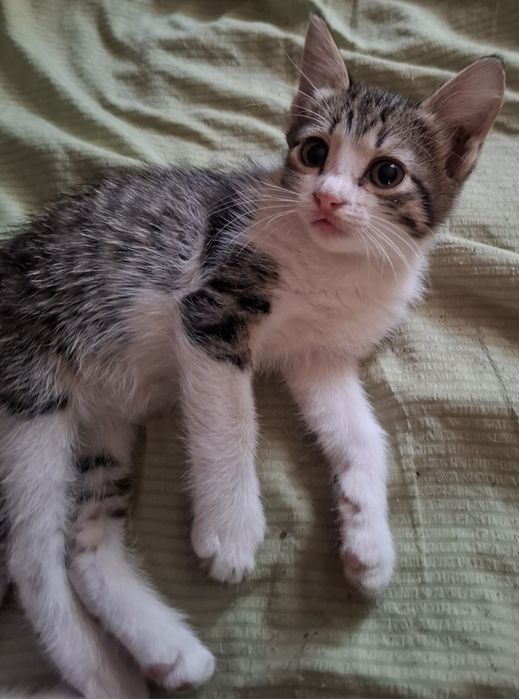 Котята ,девочки ,2 месяца .в добрые руки