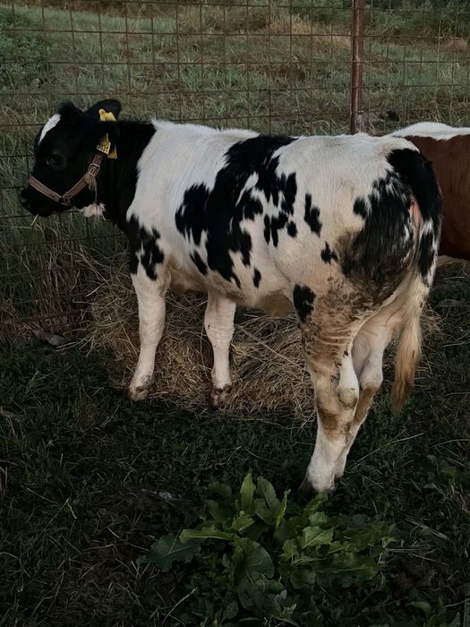 De vânzare vițică belgiană de 4 luni
