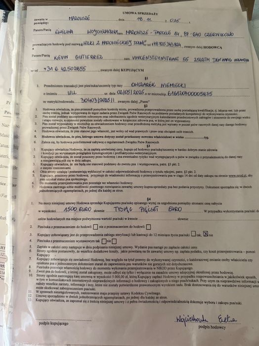 немска очарка дългокосместа