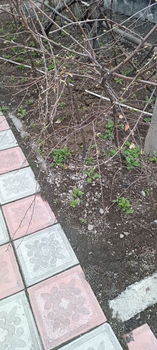 Сад огород в Экибастузе