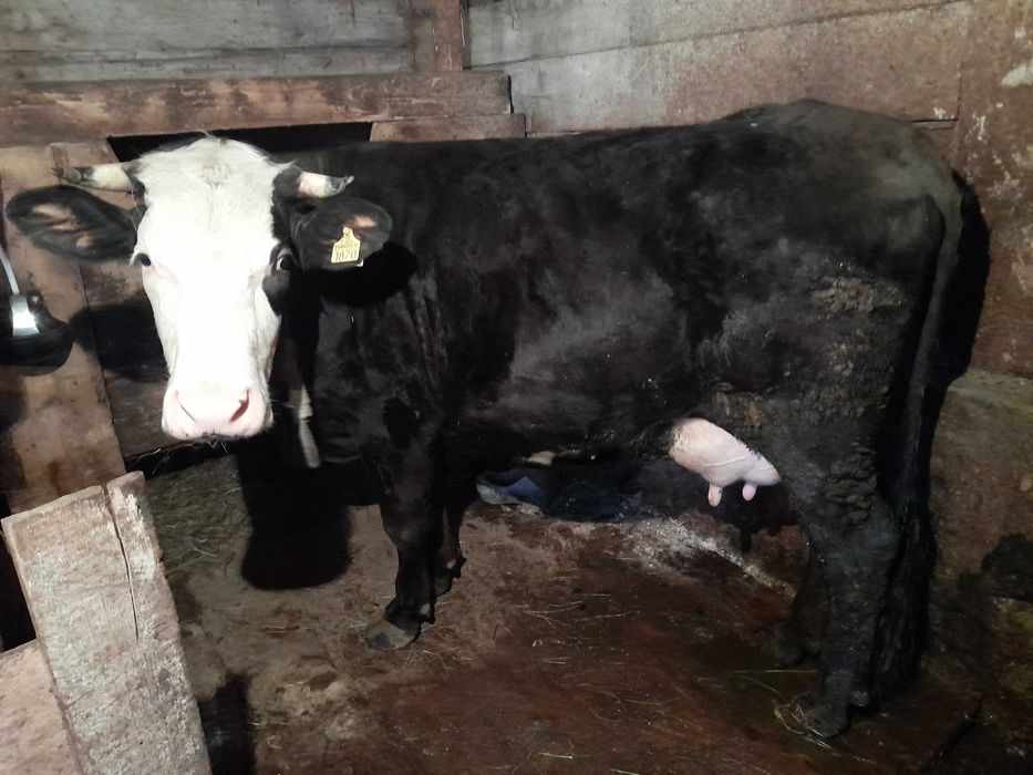 Vand juninca la prima fatare cu vitel.Detalii la 0749 161 362