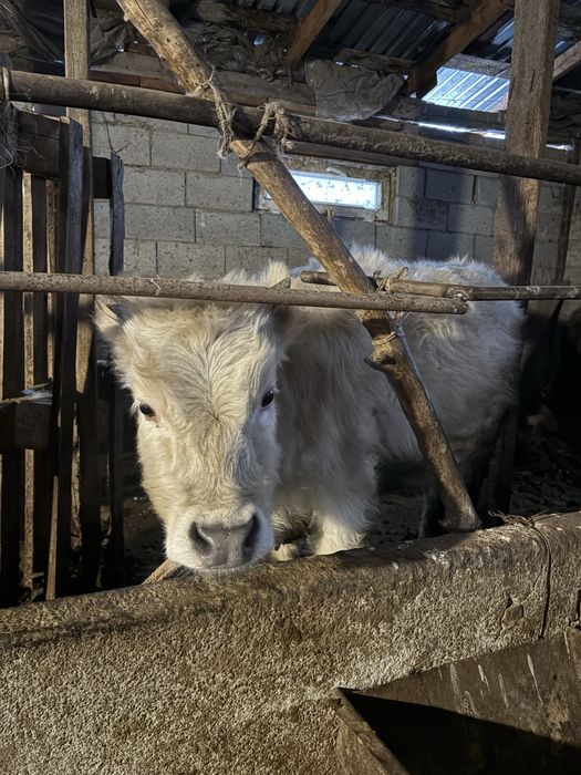 Тайынша сатылады 11 айлық.