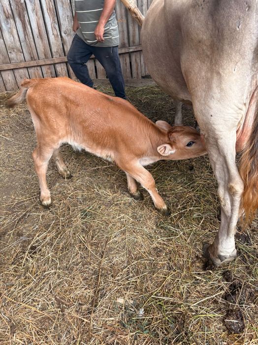 Vindem vaca cu vițel
